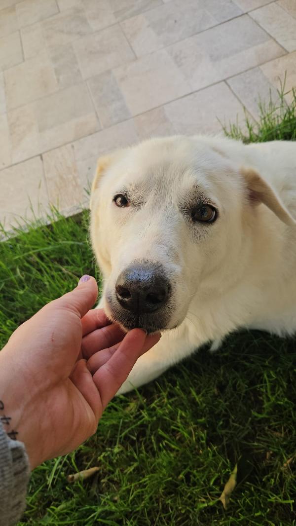 Consuelo splendida cagnolona cerca famiglia amorevole  Foto 3